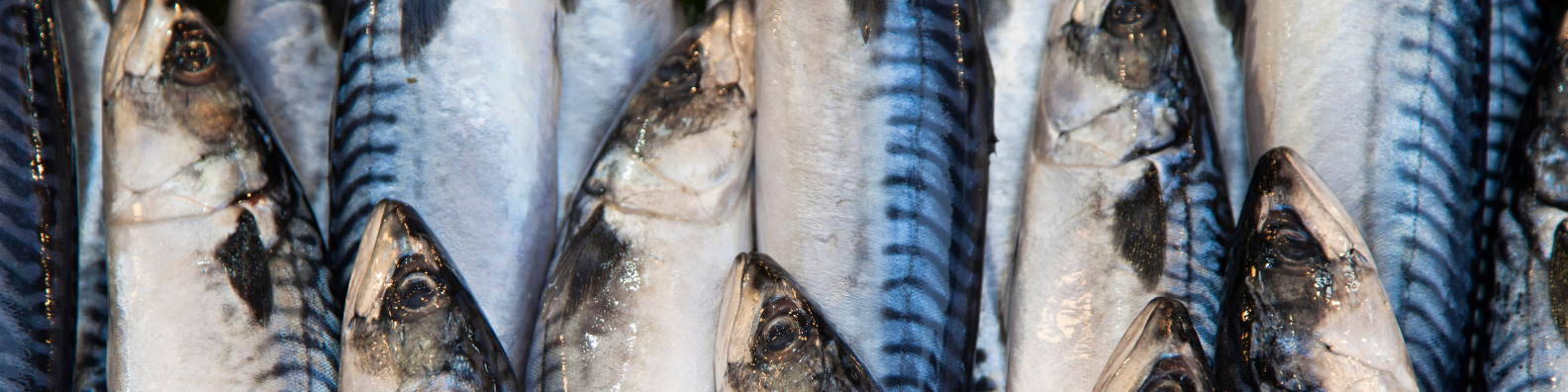 Bannière maquereaux - pêche française
