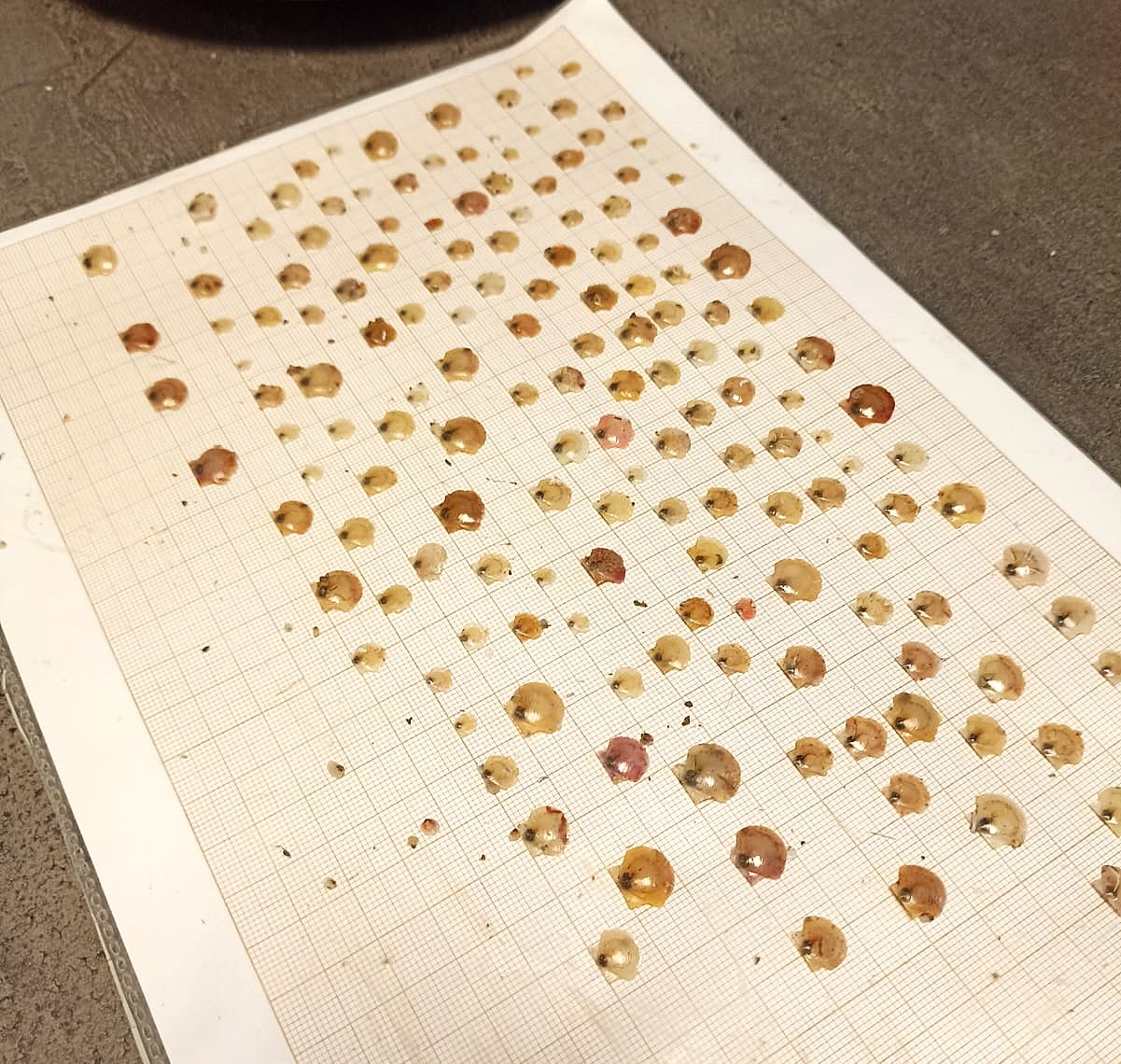 Programme COSB CDPMEM 22