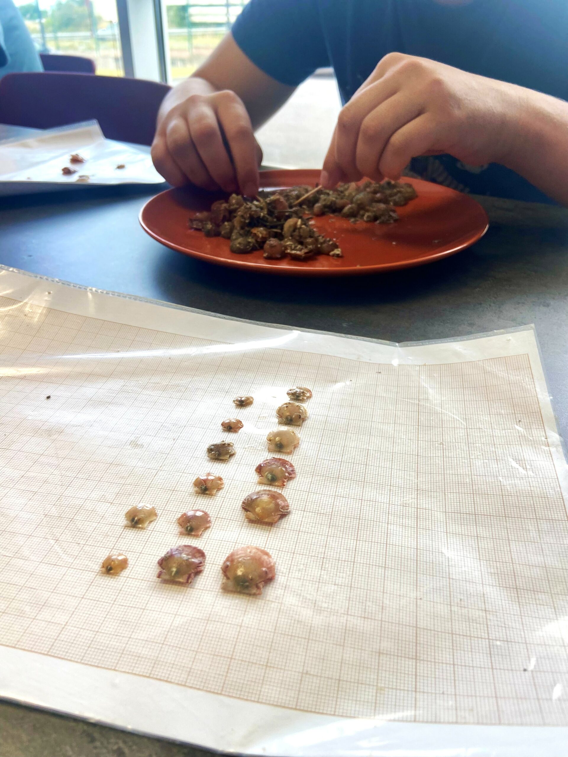 Suivi du captage de coquilles Saint-Jacques