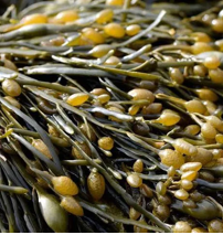 Ascophyllum