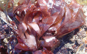 Palmaria