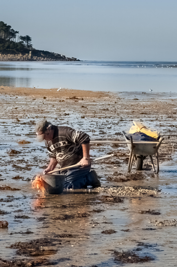 Pêche à pied professionnelle